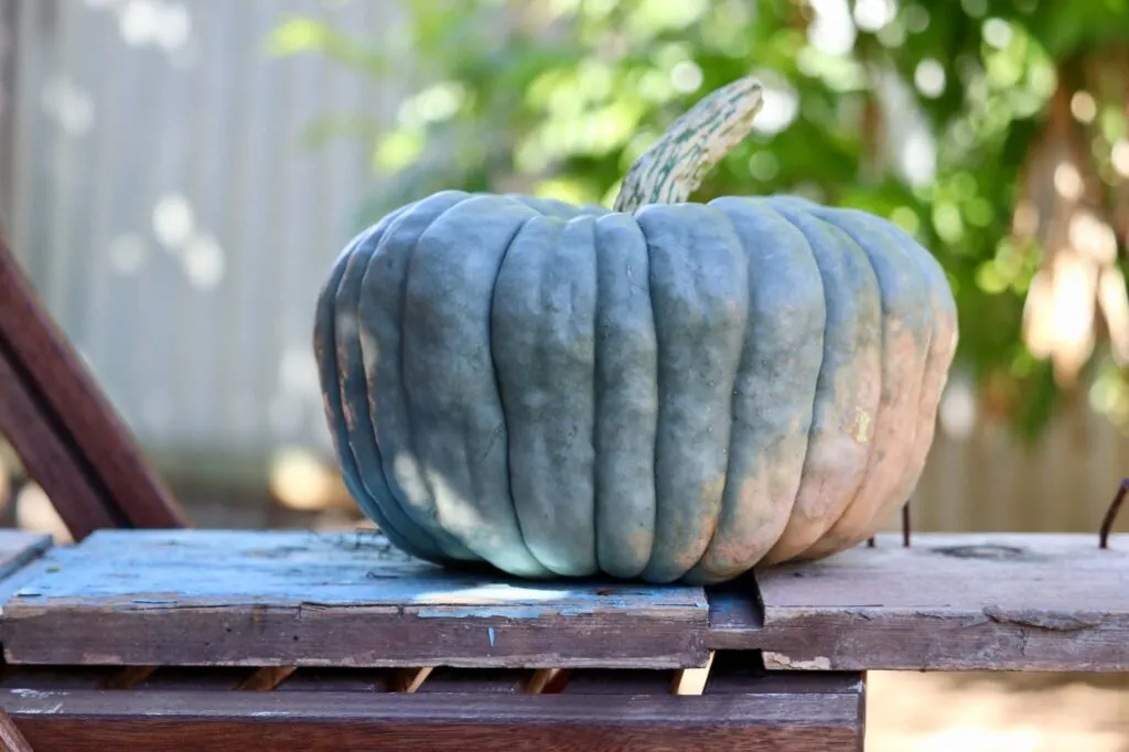 Blue Jarrahdale pumpkin