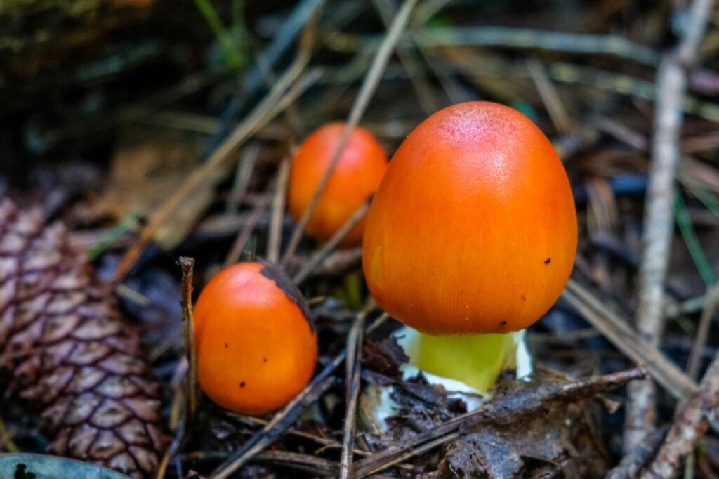 Orange Amanita Jacksonii mushroom