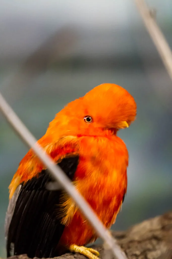 Orange Andean cock of the rock bird