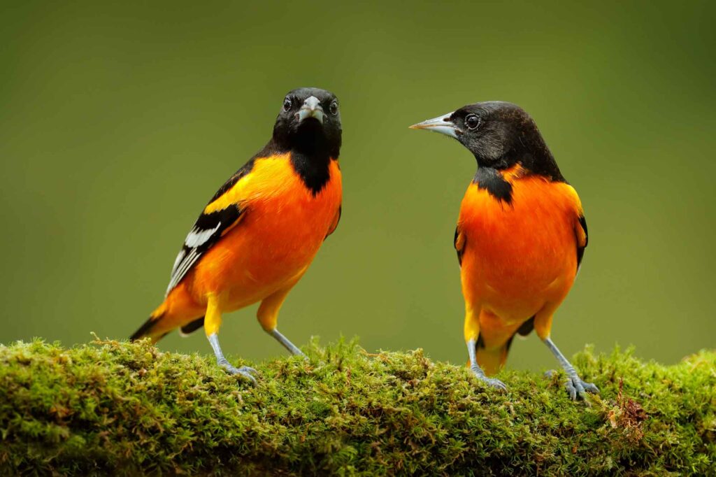 Orange and black Baltimore oriole birds