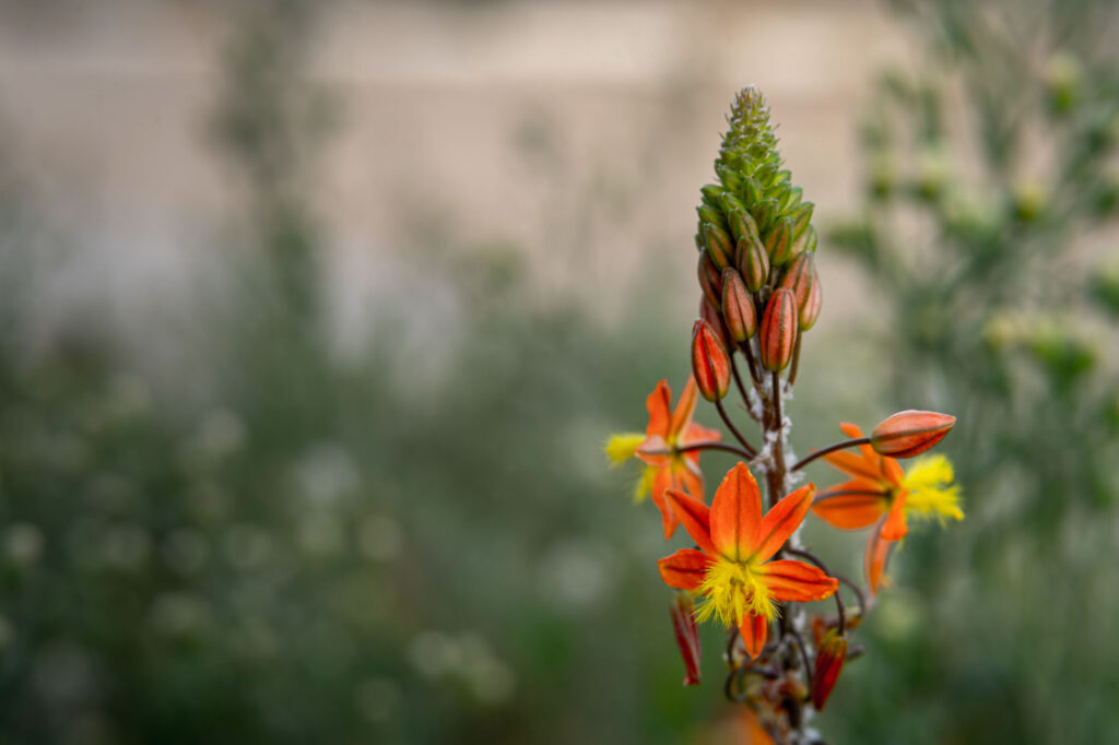 Orange bulbine flowers