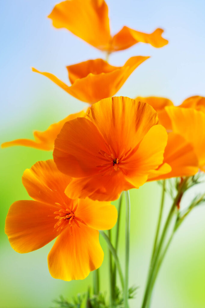 Orange California poppy flowers