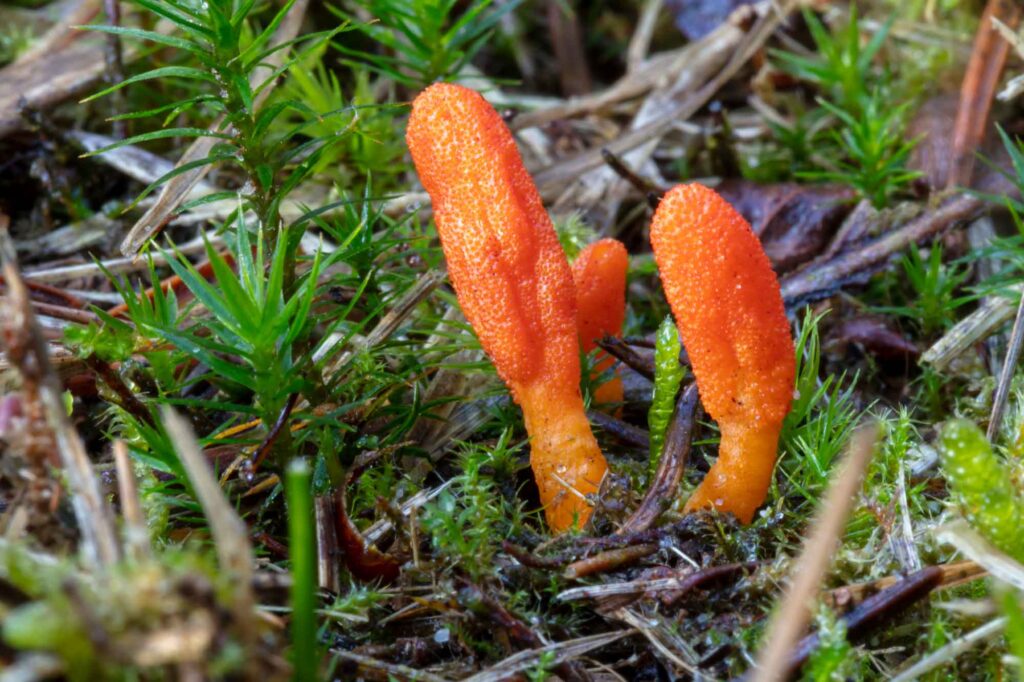 Orange cordyceps militaris mushroom