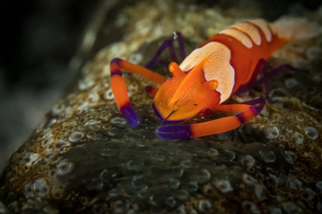 Orange emperor shrimp