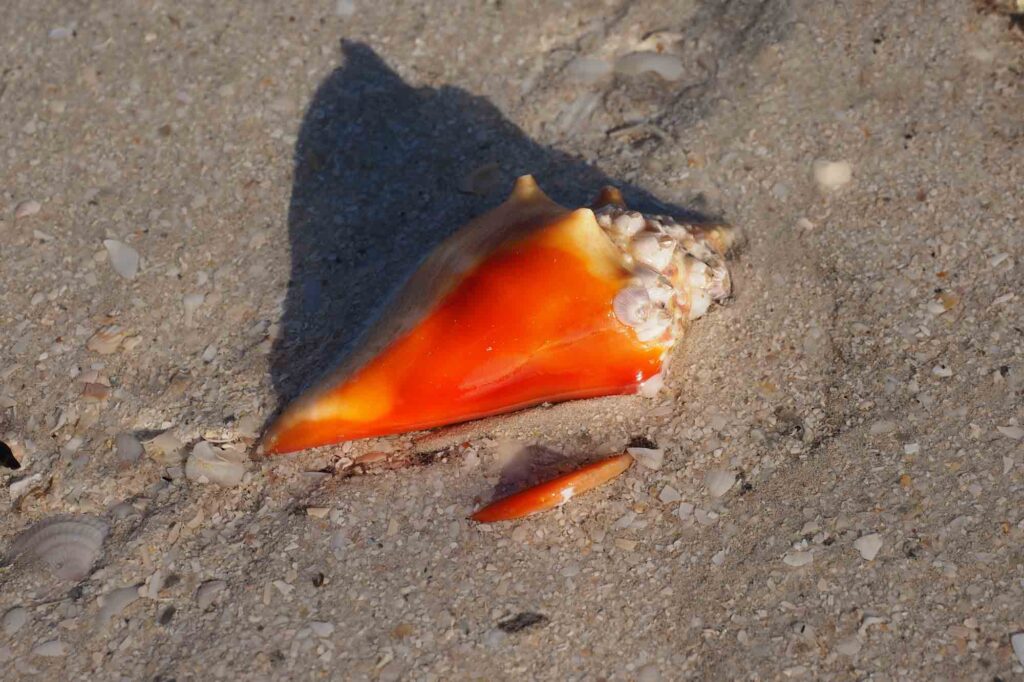 Orange fighting conch shell