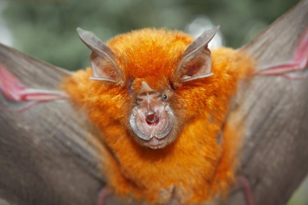 Orange Intermediate Horseshoe Bat