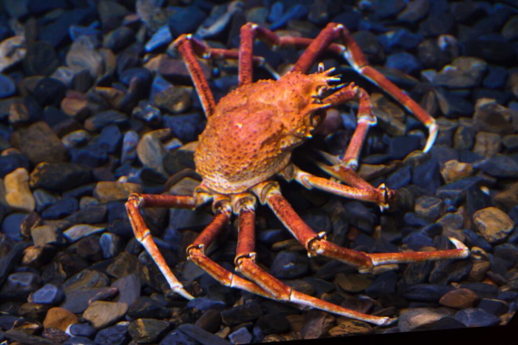 Orange Japanese spider crab