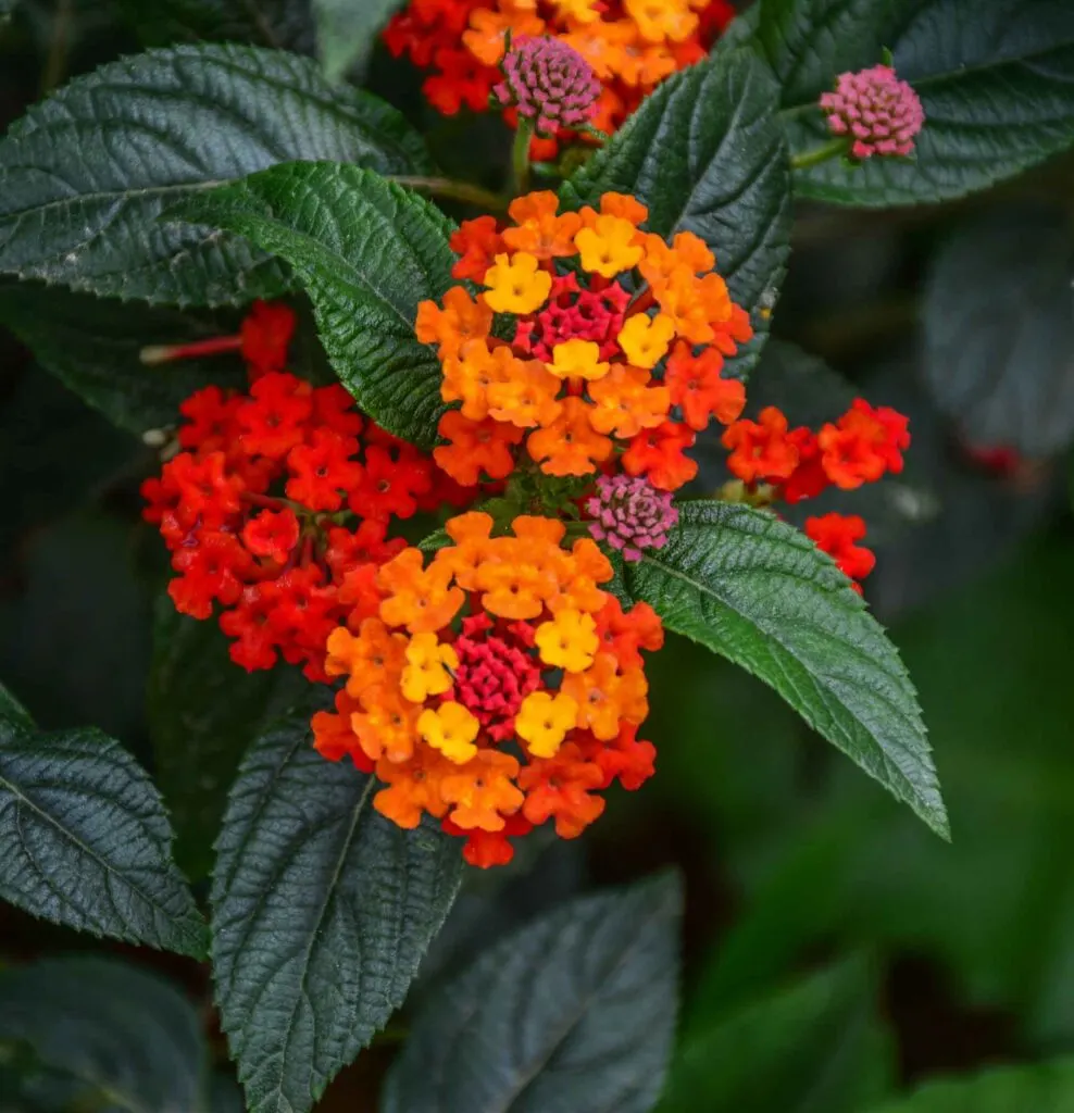 Orange Umbelanterna flowers