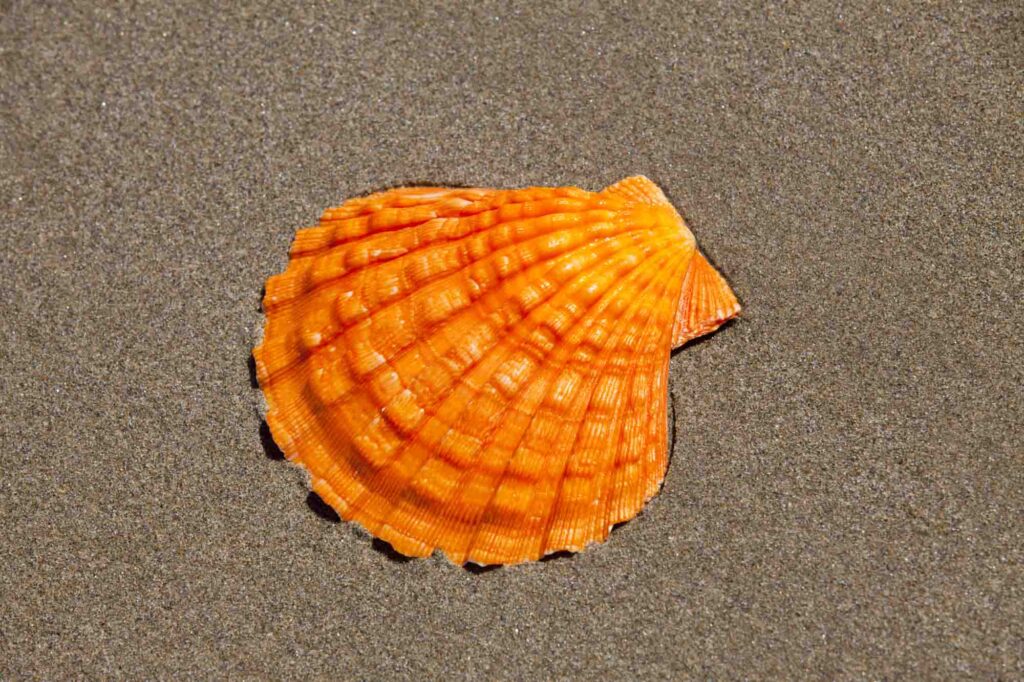 Orange Lion's Paw Scallop Shell