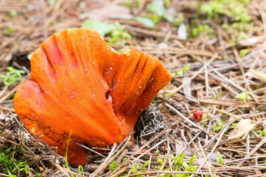 Orange lobster mushroom