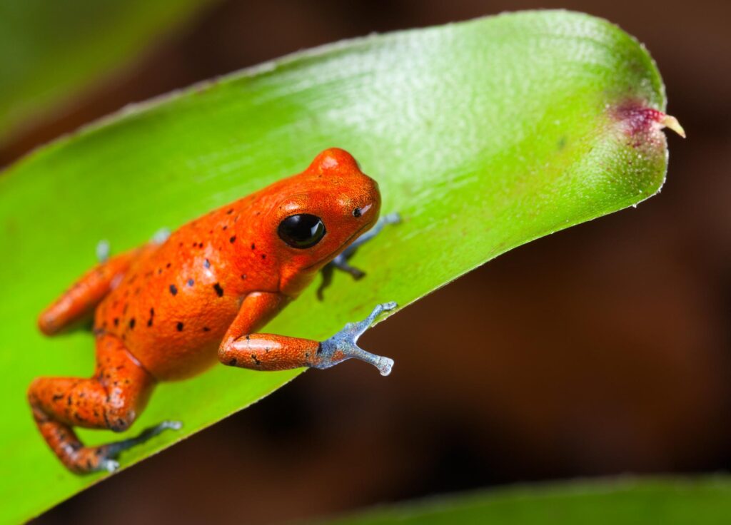 Orange poison dart frog