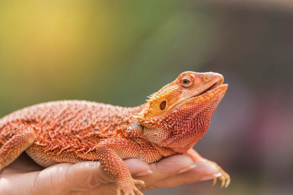 Orange bearded dragon lizard