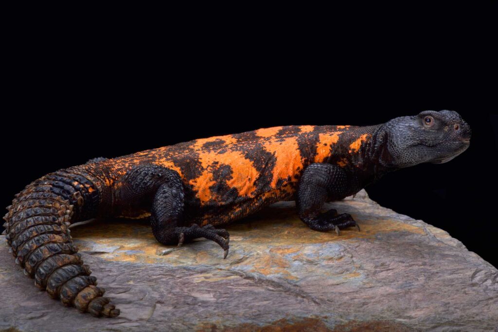 Orange and black Sputh-Sahara spiny tailed lizard