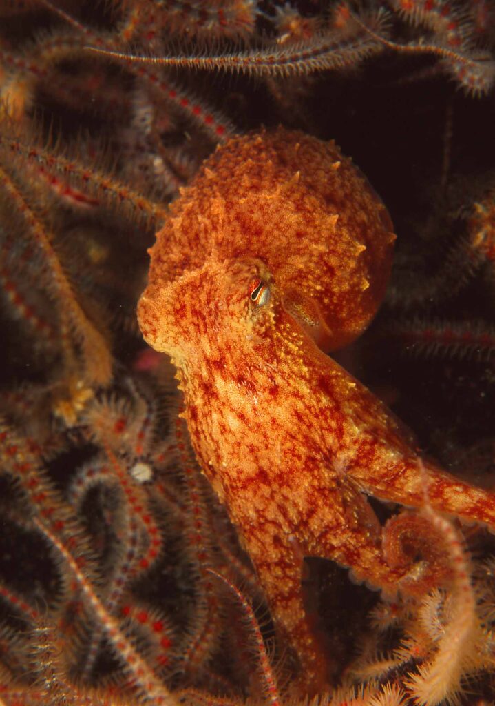 Orange Curled octopus