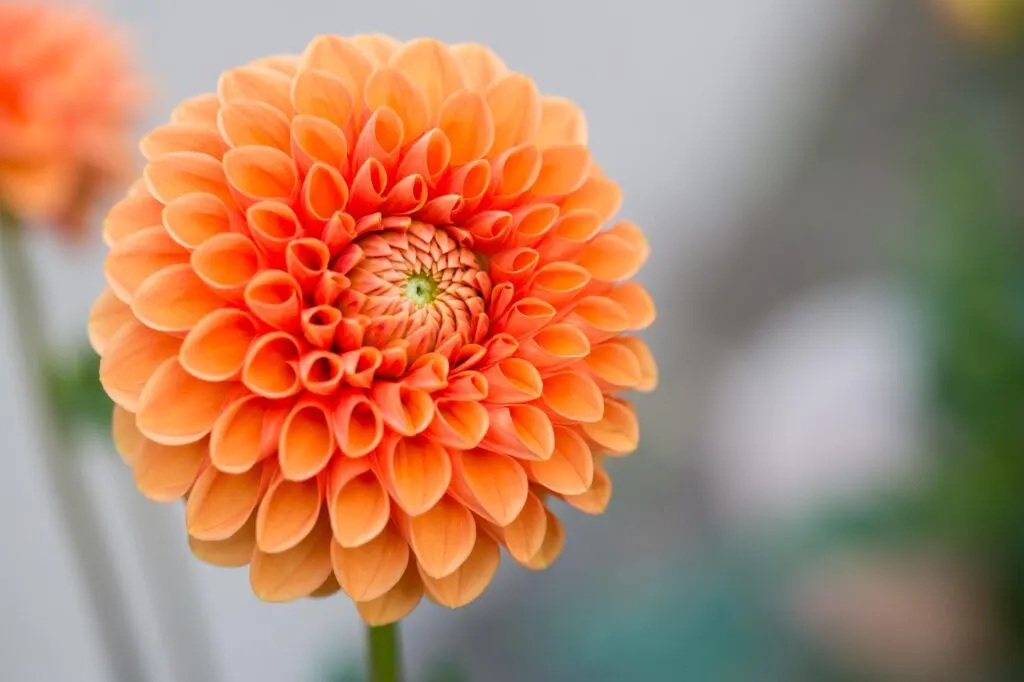 Orange dahlia flower