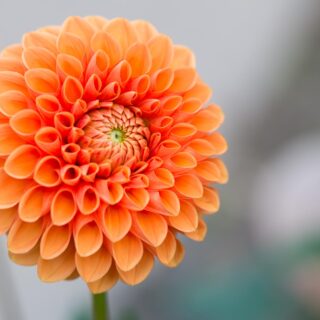 Orange dahlia flower