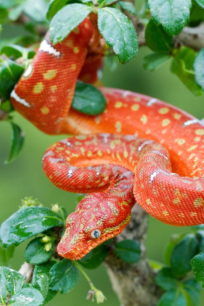 Orange juvenile Emerald tree boa snake