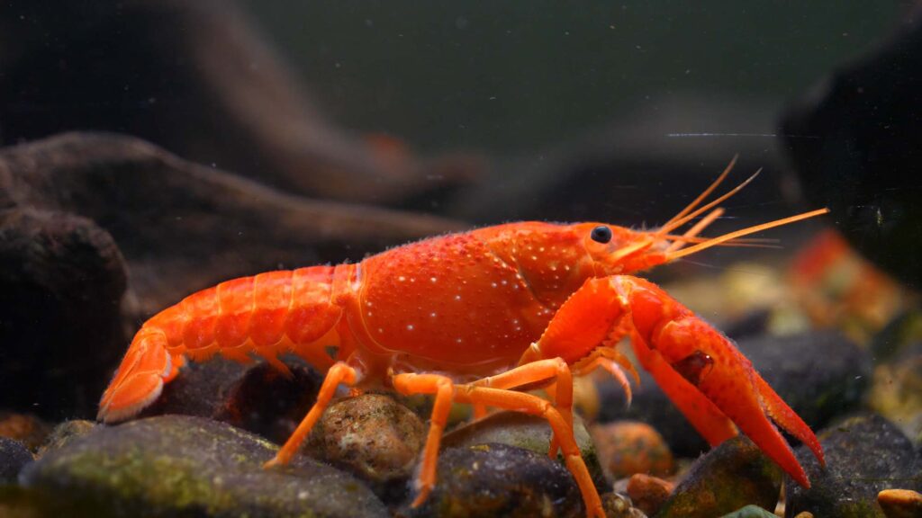 Orange lobster