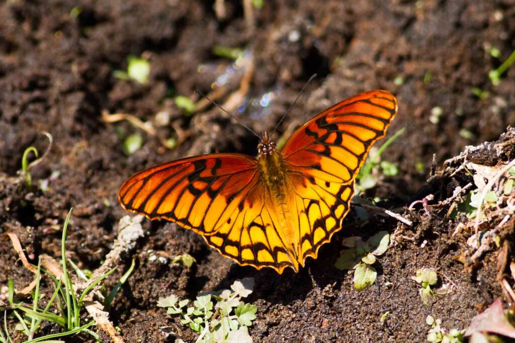 Orange Mexican Silverspot butterfly