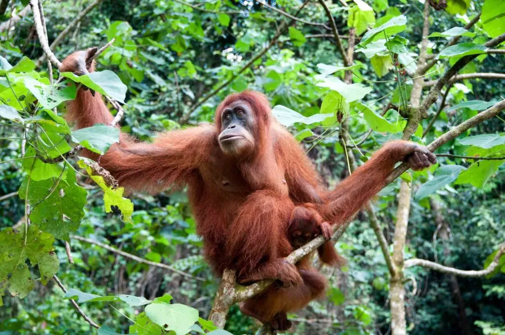 Orange orangutan