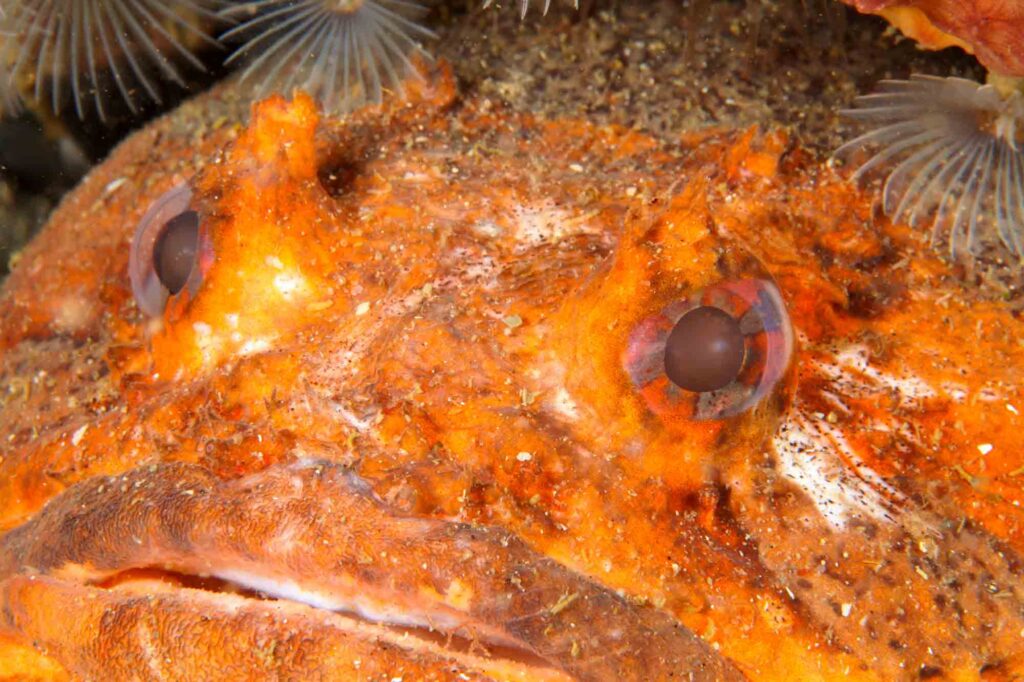 Orange oyster toadfish