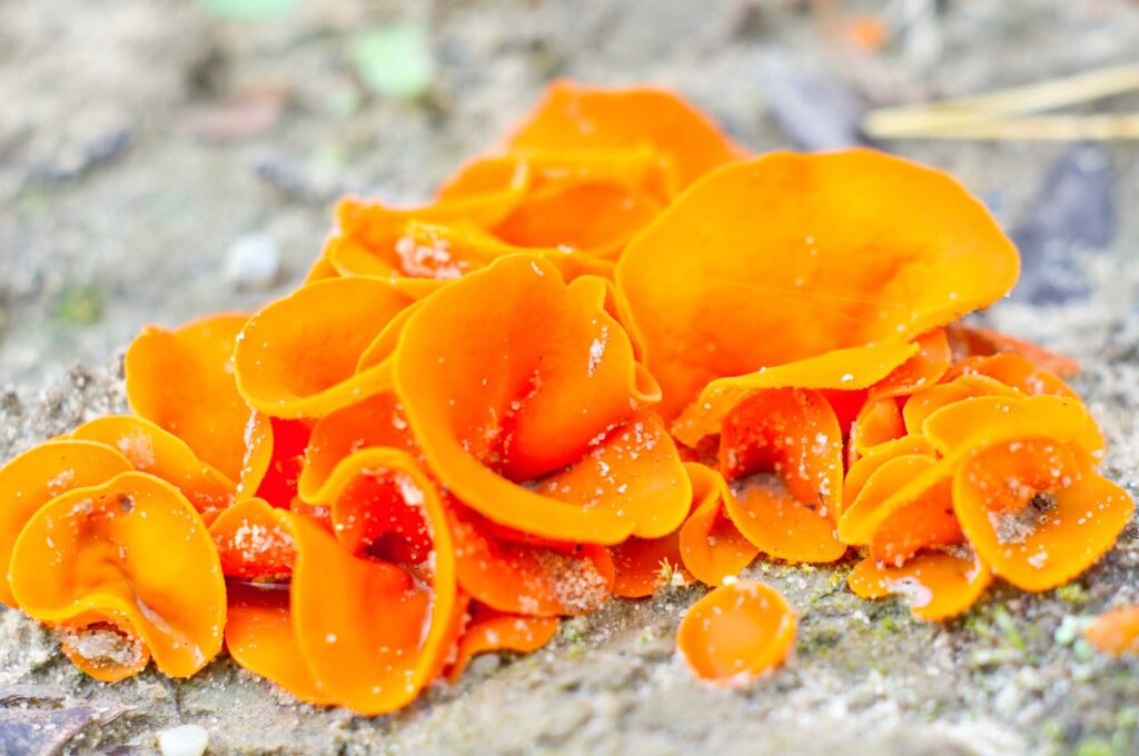 Orange peel fungus mushroom