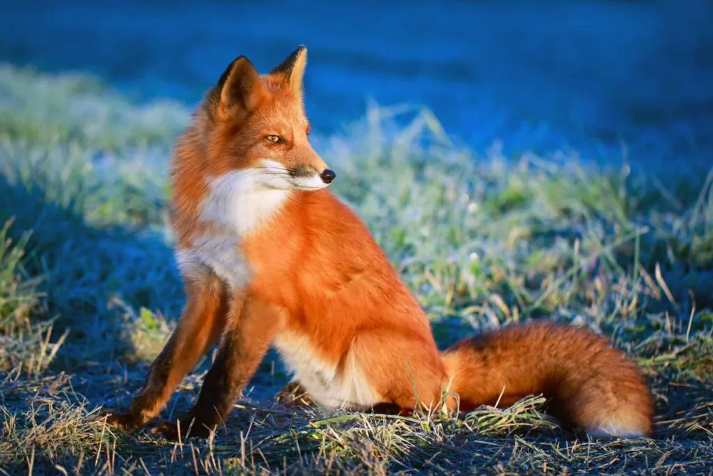 Orange red fox