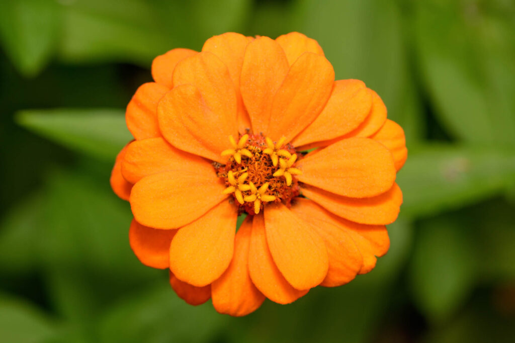 Orange zinnia flower