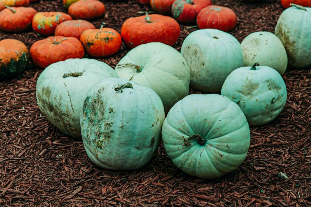 Teal is an elegant color for pumpkins