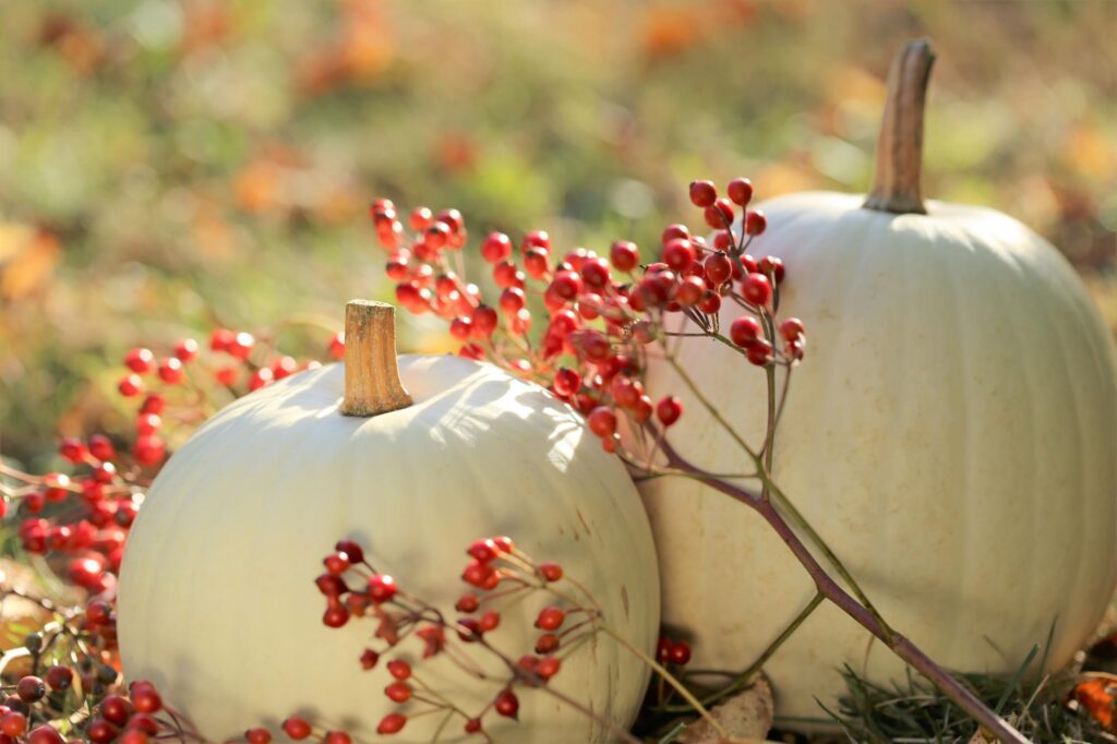 White is an elegant color of pumpkin