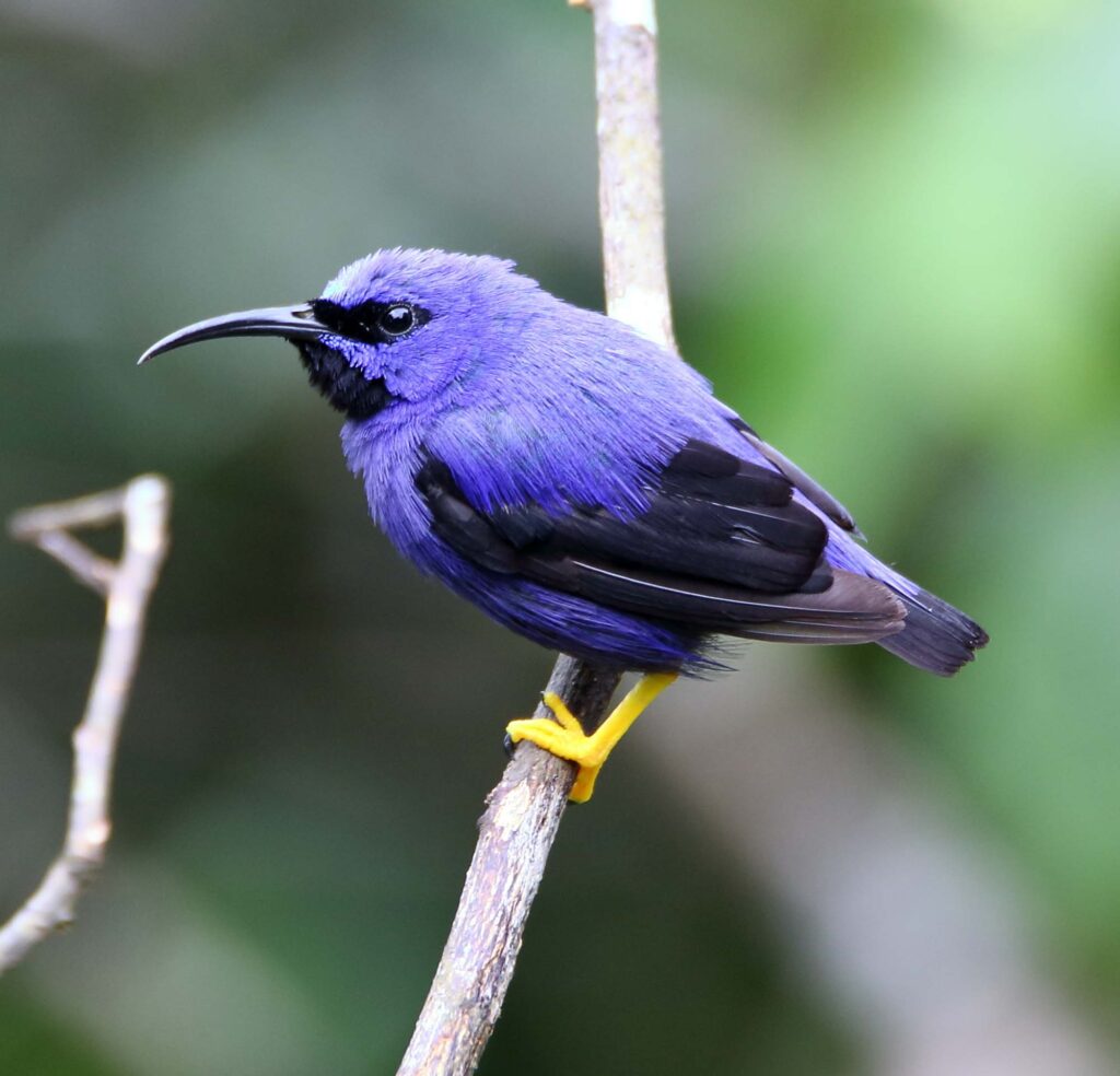 Purple Honeycreeper Bird