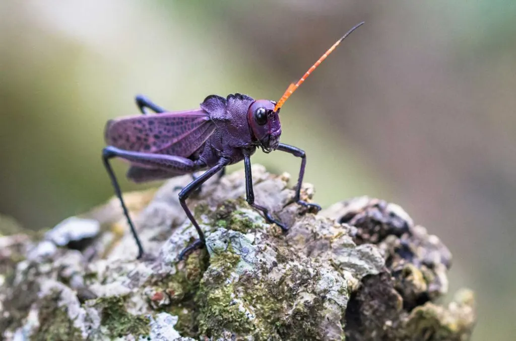 Purple Lubber Grasshopper