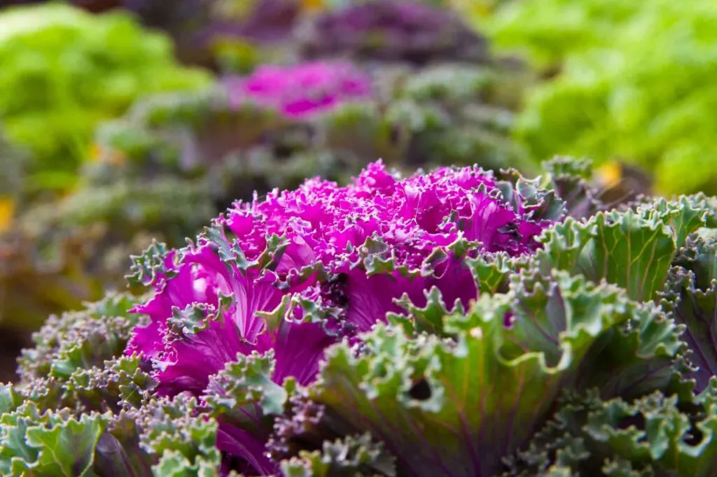 Green and purple kale