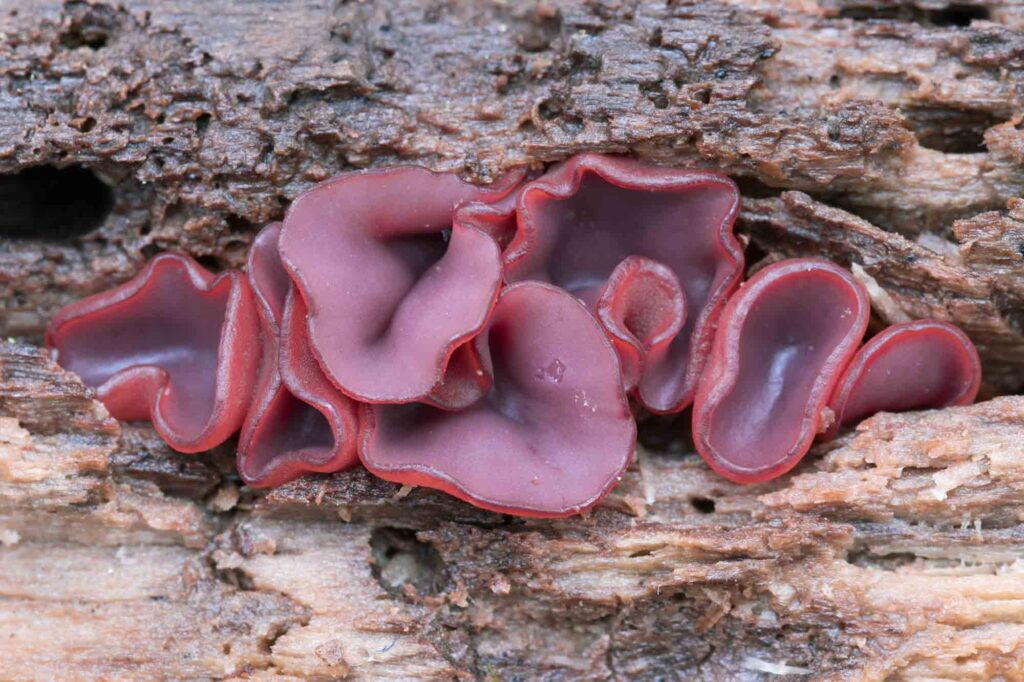 Purple Ascocoryne sarcoides mushroom