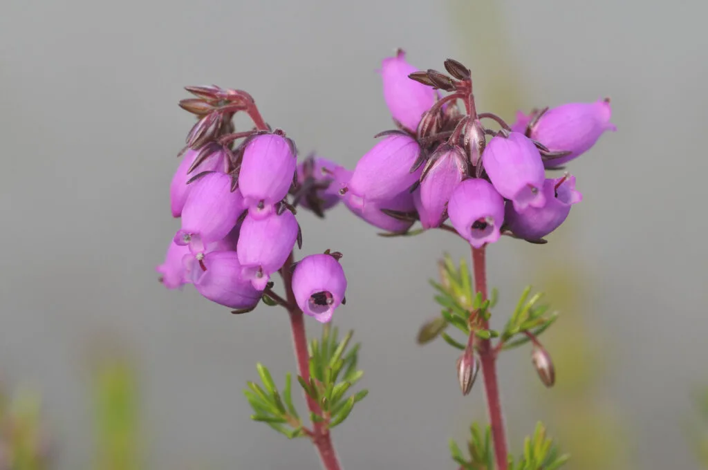 Purple Bell Heather