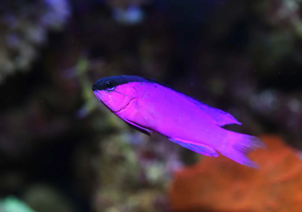 Purple fish called blackcap basslet