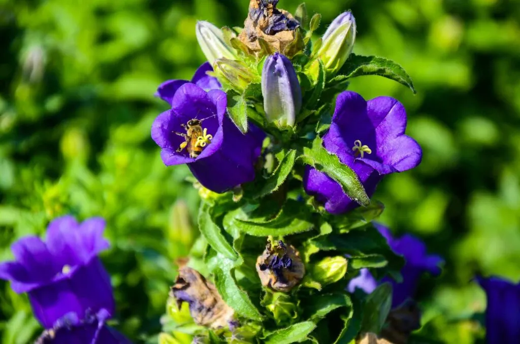 Purple Canterbury bellflowers