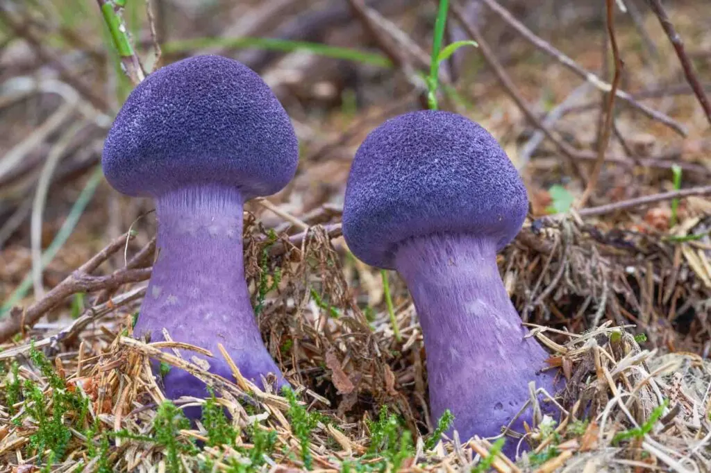 Purple Cortinarius hercynicus mushroom