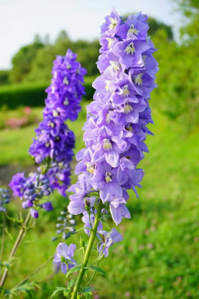 Purple delphinium flowers