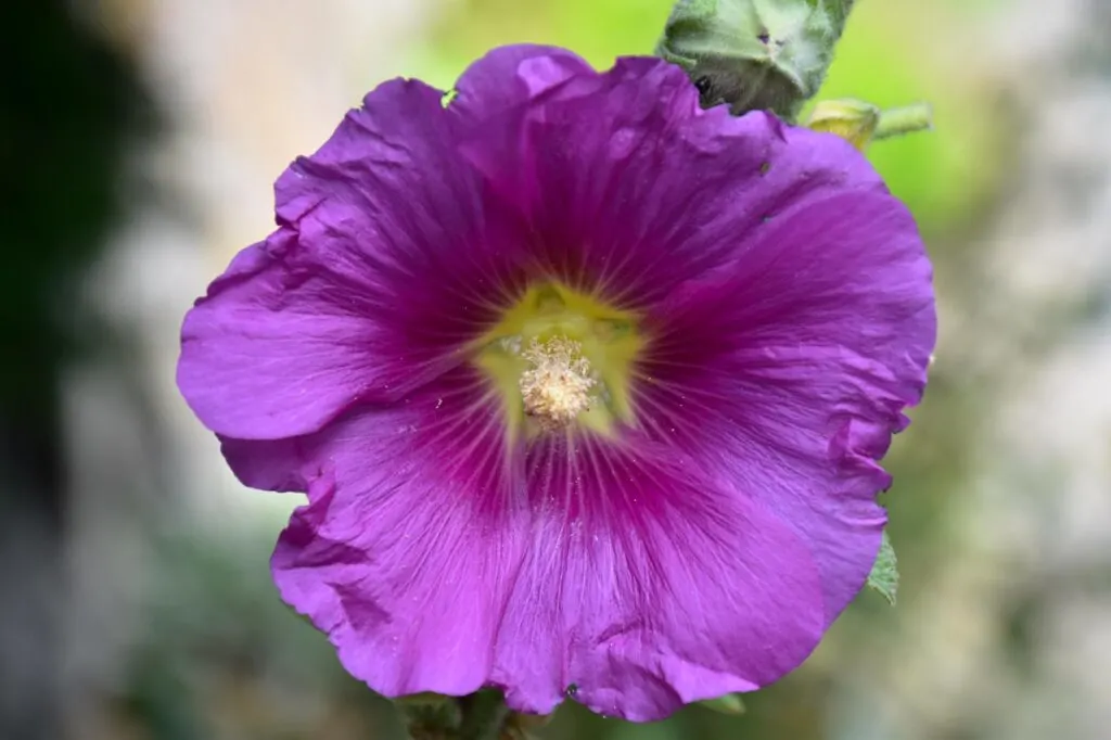 Purple Hollyhock flower