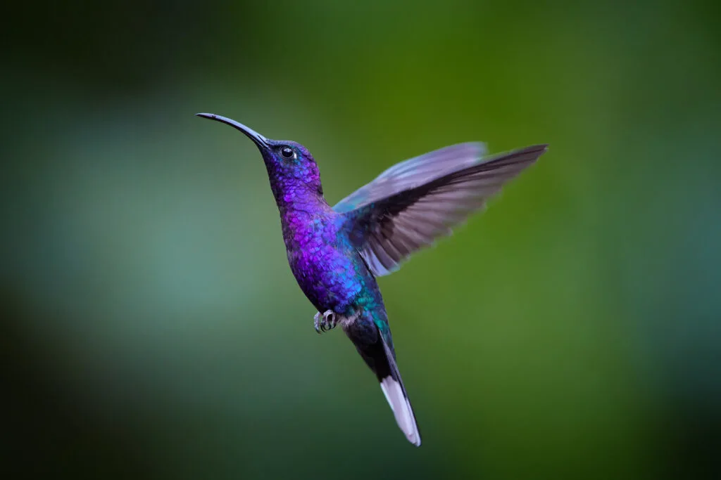 Purple hummingbird violet-sabrewing bird