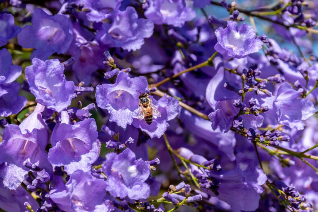 Purple jacaranda flowers