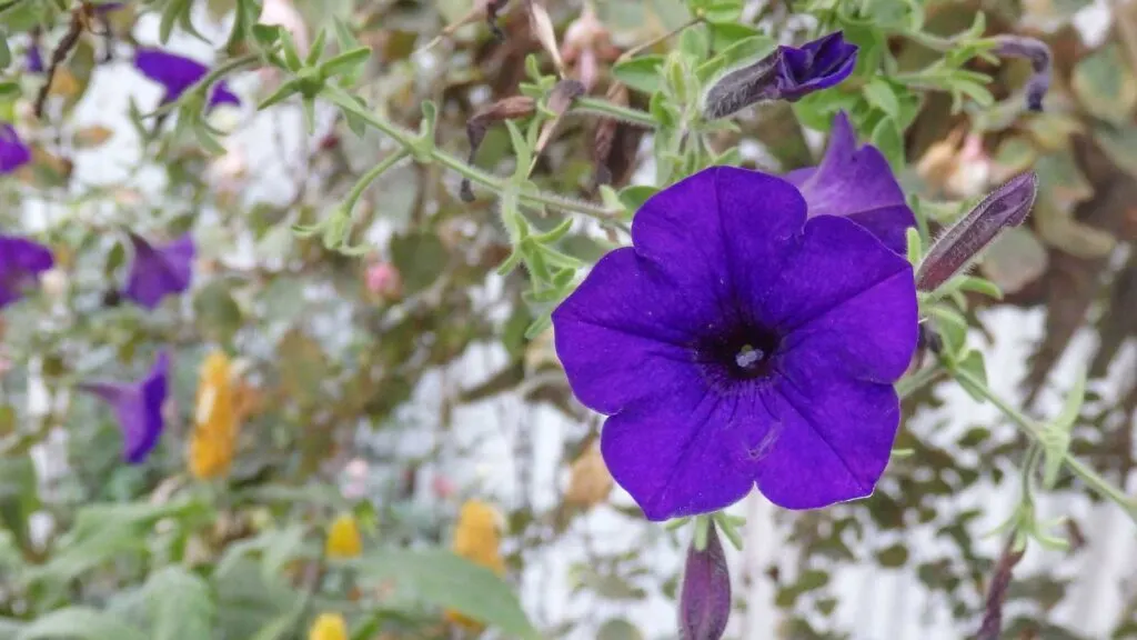 Purple Morning Glory flower