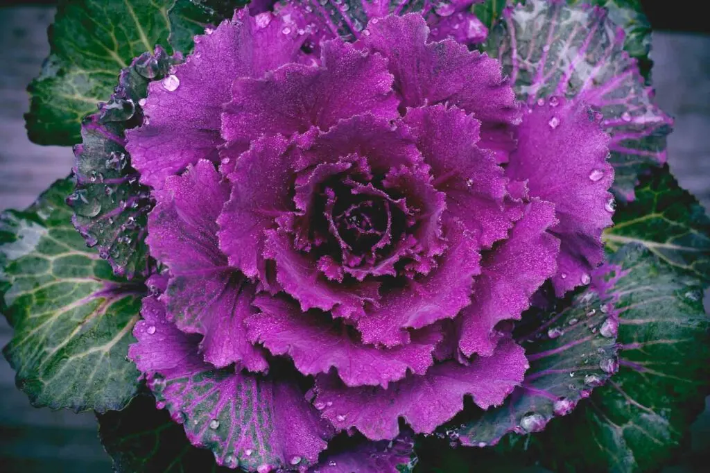 Purple ornamental cabbage