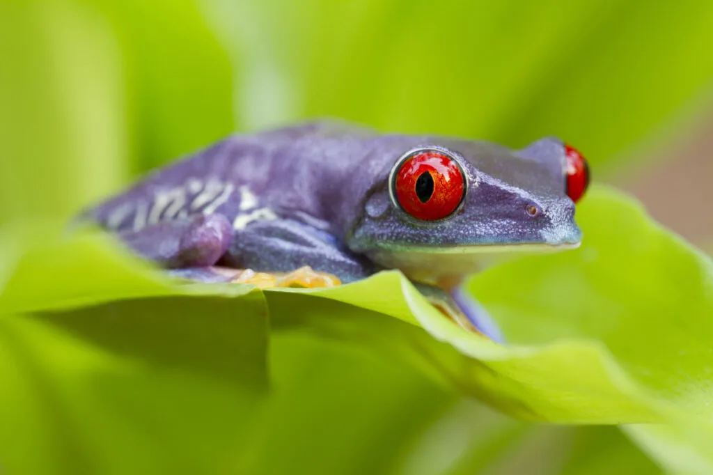 Purple red-eyed tree frog