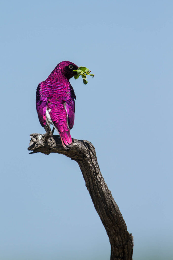 Purple Violet-backed starling bird