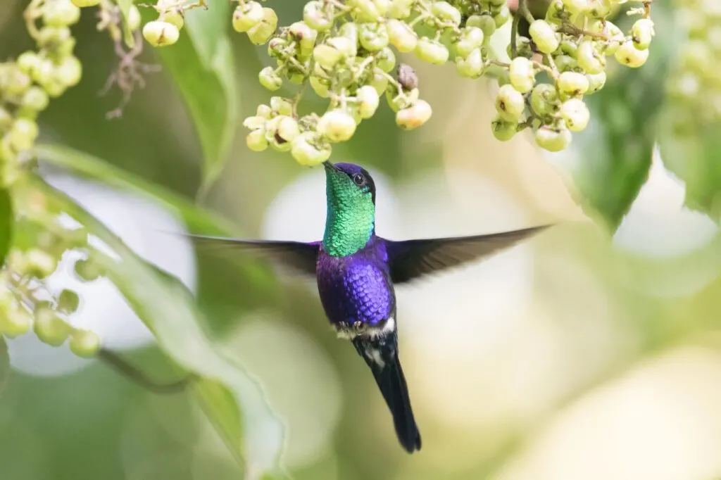 Purple Violet-crowned Woodnymph bird