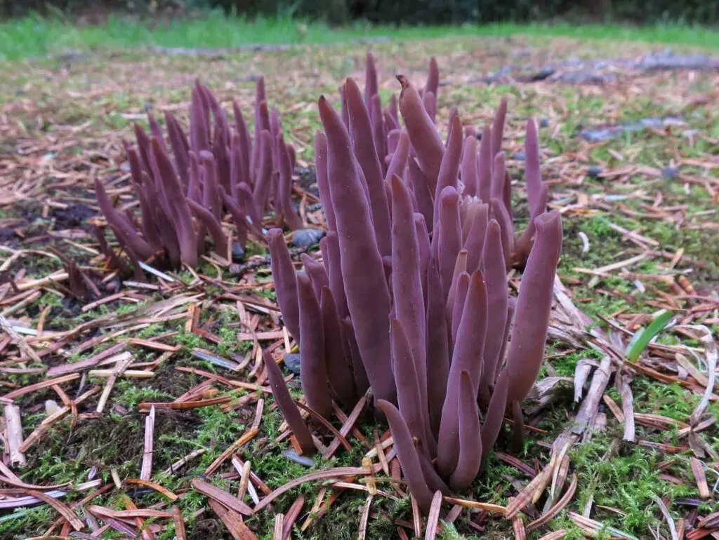 Purple Alloclavaria Purpurea Mushrooms