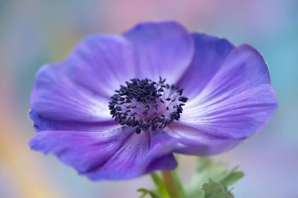 Purple anemone flower