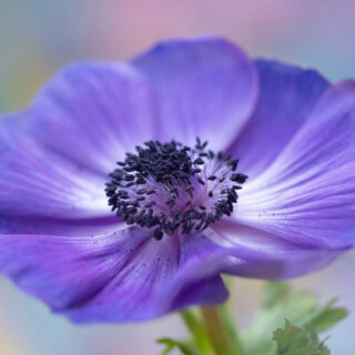 Purple anemone flower